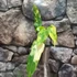 Kép 10/12 - Philodendron domesticum variegata