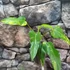 Kép 11/12 - Philodendron domesticum variegata