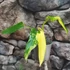 Kép 4/12 - Philodendron domesticum variegata