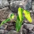 Kép 2/12 - Philodendron domesticum variegata