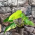 Kép 5/12 - Philodendron domesticum variegata
