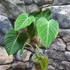 Kép 2/12 - Philodendron 'Glorious'