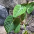 Kép 3/12 - Philodendron 'Glorious'