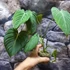 Kép 8/12 - Philodendron 'Glorious'