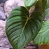 Kép 1/12 - Philodendron 'Glorious'