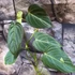 Kép 4/12 - Philodendron 'Glorious'