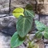 Kép 7/12 - Philodendron 'Glorious'