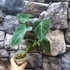 Kép 10/12 - Philodendron 'Glorious'