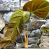 Kép 3/6 - Philodendron Rubrijuvenile Choco Red, egy leveles növény