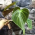 Kép 4/6 - Philodendron Rubrijuvenile Choco Red, egy leveles növény