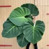 Kép 1/6 - Philodendron Rubrijuvenile Choco Red, egy leveles növény