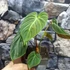 Kép 2/6 - Philodendron Rubrijuvenile Choco Red, egy leveles növény