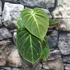 Kép 5/6 - Philodendron Rubrijuvenile Choco Red, egy leveles növény