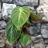 Kép 6/6 - Philodendron Rubrijuvenile Choco Red, egy leveles növény