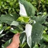 Kép 1/9 - Philodendron 'White Princess'
