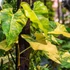 Kép 1/12 - Philodendron domesticum variegata