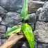 Kép 7/12 - Philodendron domesticum variegata