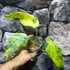 Kép 8/12 - Philodendron domesticum variegata