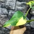 Kép 9/12 - Philodendron domesticum variegata