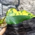 Kép 6/12 - Philodendron domesticum variegata