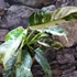Kép 3/8 - Rhaphidophora puberula 'Variegata'