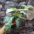 Kép 4/8 - Rhaphidophora puberula 'Variegata'