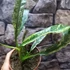 Kép 5/8 - Rhaphidophora puberula 'Variegata'
