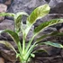 Kép 6/8 - Rhaphidophora puberula 'Variegata'