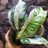 Kép 7/8 - Rhaphidophora puberula 'Variegata'
