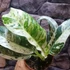 Kép 2/8 - Rhaphidophora puberula 'Variegata'