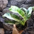 Kép 8/8 - Rhaphidophora puberula 'Variegata'