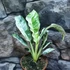 Kép 1/8 - Rhaphidophora puberula 'Variegata'