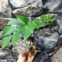Kép 2/13 - Rhaphidophora tetrasperma vágott dugvány