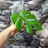 Kép 4/13 - Rhaphidophora tetrasperma vágott dugvány