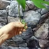 Kép 10/13 - Rhaphidophora tetrasperma vágott dugvány