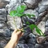Kép 6/13 - Rhaphidophora tetrasperma vágott dugvány