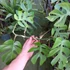 Kép 7/13 - Rhaphidophora tetrasperma vágott dugvány