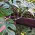 Kép 8/13 - Rhaphidophora tetrasperma vágott dugvány