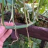 Kép 11/13 - Rhaphidophora tetrasperma vágott dugvány