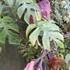 Kép 12/13 - Rhaphidophora tetrasperma vágott dugvány