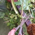 Kép 13/13 - Rhaphidophora tetrasperma vágott dugvány