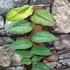 Kép 1/6 - Rhaphidophora hongongensis Variegata mint