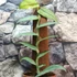Kép 2/6 - Rhaphidophora hongongensis Variegata mint