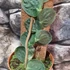Kép 3/7 - Rhaphidophora tenuis