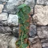 Kép 2/7 - Rhaphidophora tenuis