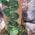 Kép 5/7 - Rhaphidophora tenuis