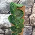 Kép 7/7 - Rhaphidophora tenuis
