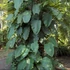Kép 1/8 - Rhaphidophora megaphylla