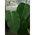 Kép 4/8 - Rhaphidophora megaphylla