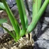 Kép 5/8 - Rhaphidophora megaphylla